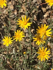 Eriophyllum lanatum achilleoides
