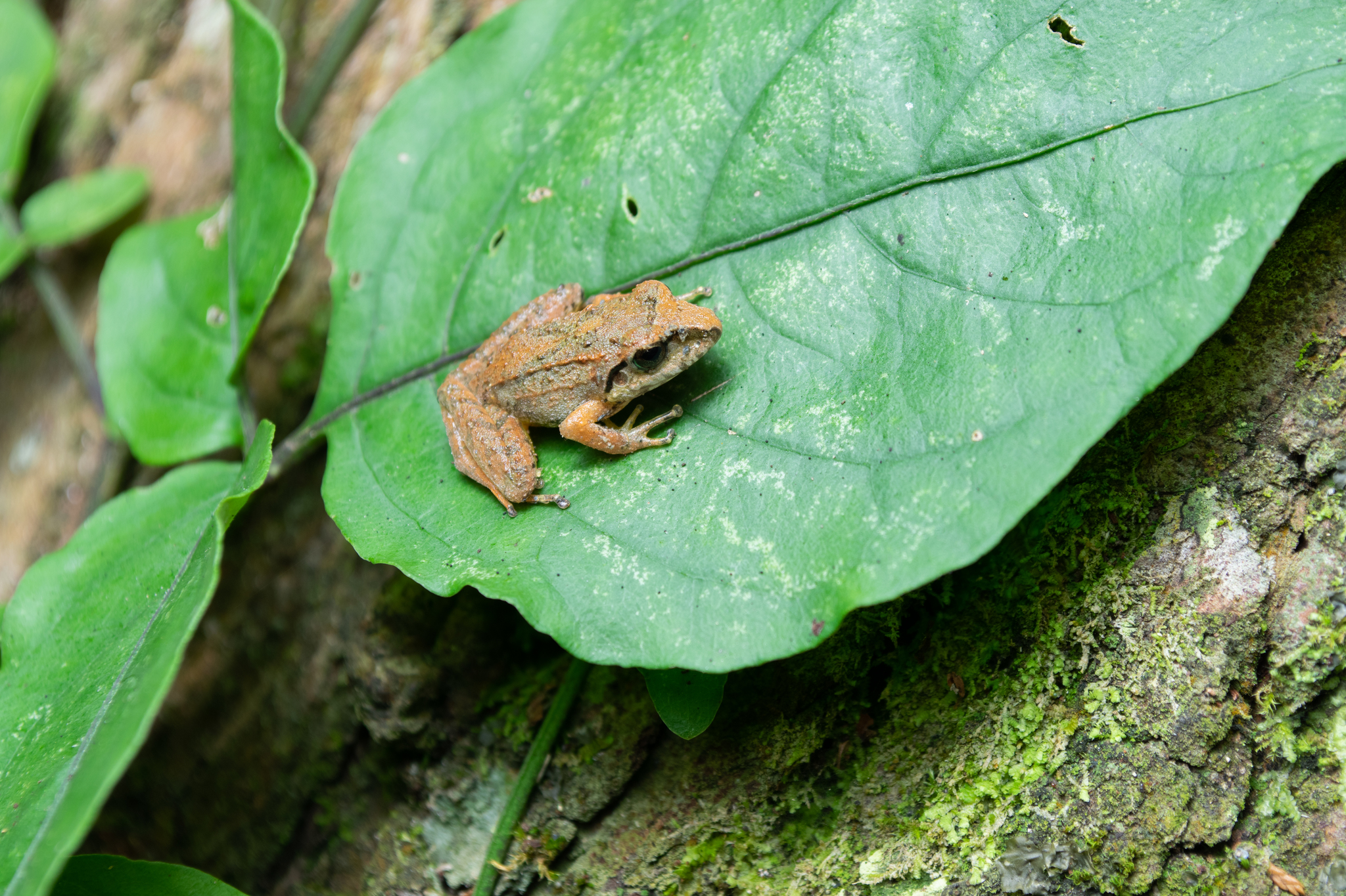 Pristimantis lymani image