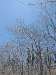 Gyrocarpus jatrophifolius