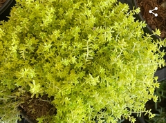 Sedum japonicum