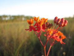 Asclepias lanceolata