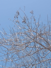 Gyrocarpus jatrophifolius