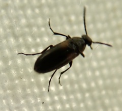 Anaspis fasciata