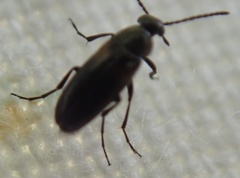 Anaspis fasciata