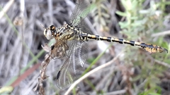 Paragomphus cognatus