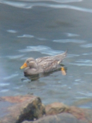 Tachyeres patachonicus