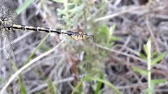 Paragomphus cognatus