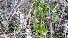 Paragomphus cognatus