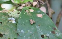 Ornarantia ophiodesma