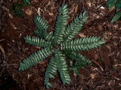 Cnestis polyphylla