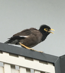 Acridotheres tristis