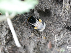Bombus