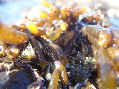 Adenocystis utricularis