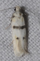 Mirificarma scissella
