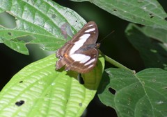 Metamorpha elissa