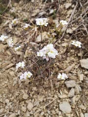 Arabidopsis arenosa arenosa