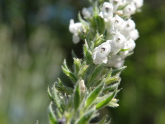 Anarrhinum duriminium