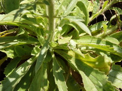 Anarrhinum duriminium