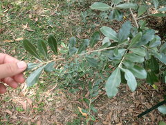 Elaeagnus formosana