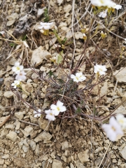 Arabidopsis arenosa arenosa