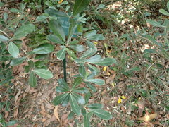 Elaeagnus formosana