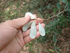 Elaeagnus formosana
