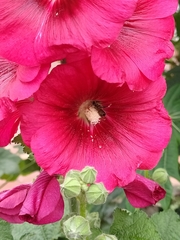 Alcea