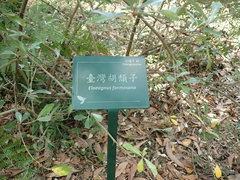 Elaeagnus formosana