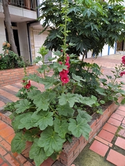 Alcea