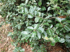 Elaeagnus formosensis