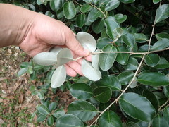 Elaeagnus formosensis