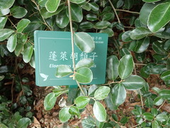 Elaeagnus formosensis