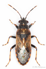 Heterogaster affinis