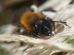 Andrena lapponica
