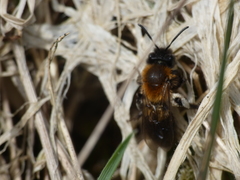 Andrena lapponica