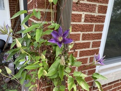 Clematis