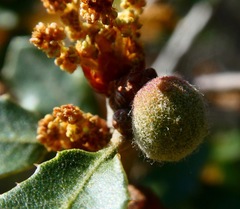 Disholcaspis simulata