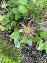 Clematis