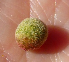 Disholcaspis simulata