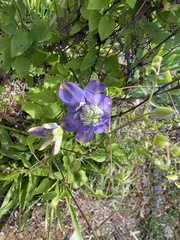 Clematis