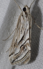 Evergestis desertalis