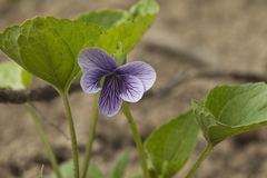 Viola kamtschadalorum