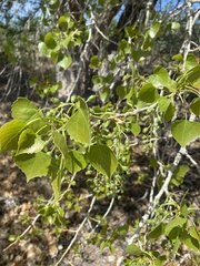 Populus deltoides wislizenii