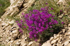Astragalus coltonii moabensis