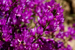 Astragalus coltonii moabensis