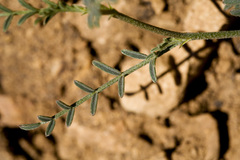 Astragalus coltonii moabensis