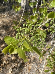 Populus deltoides wislizenii