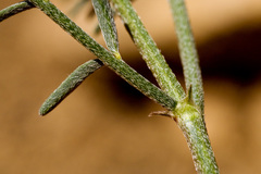 Astragalus coltonii moabensis