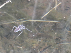 Plesiovelia