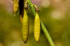Astragalus coltonii moabensis